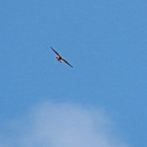 Falco cenchroides at Winston Hills, NSW - 16 Feb 2021 05:27 PM