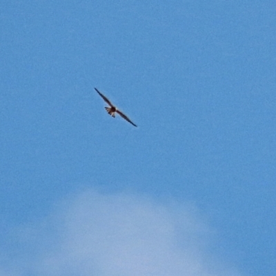 Falco cenchroides (Nankeen Kestrel) at Winston Hills, NSW - 16 Feb 2021 by poppyde