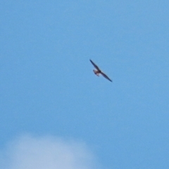 Falco cenchroides at Winston Hills, NSW - 16 Feb 2021 05:27 PM