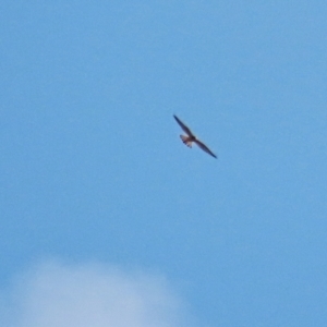 Falco cenchroides at Winston Hills, NSW - 16 Feb 2021