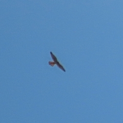 Falco cenchroides at Winston Hills, NSW - 16 Feb 2021 05:27 PM