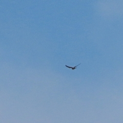 Falco cenchroides at Winston Hills, NSW - 16 Feb 2021 05:27 PM