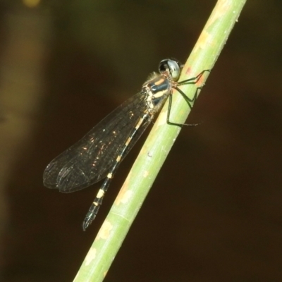 Cordulephya pygmaea (Common Shutwing) at Meryla - 22 Feb 2024 by GlossyGal