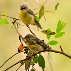 Eopsaltria australis (Eastern Yellow Robin) at Acton, ACT - 26 Feb 2024 by Thurstan