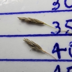 Eragrostis curvula at Symonston, ACT - 27 Feb 2024