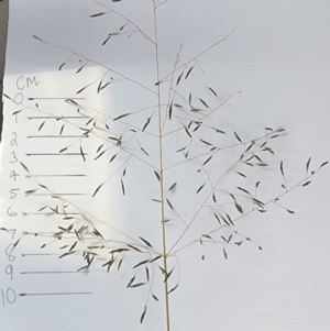 Eragrostis curvula at Fadden, ACT - 27 Feb 2024