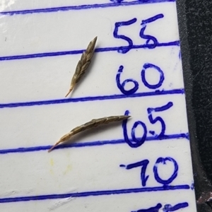 Eragrostis curvula at Fadden, ACT - 27 Feb 2024