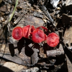Cruentomycena viscidocruenta (Ruby Mycena) at Charleys Forest, NSW - 7 Jan 2022 by arjay
