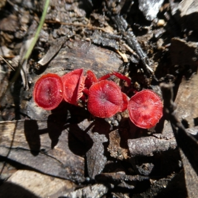 Cruentomycena viscidocruenta (Ruby Mycena) at Charleys Forest, NSW - 7 Jan 2022 by arjay