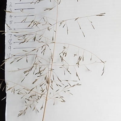 Eragrostis curvula at Wanniassa, ACT - 27 Feb 2024 by Steve818