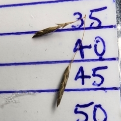 Eragrostis curvula at Wanniassa, ACT - 27 Feb 2024