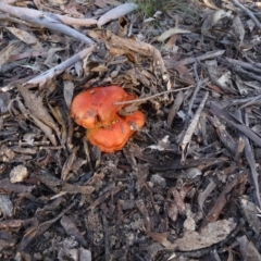 Unidentified Fungus at Charleys Forest, NSW - 3 Jun 2020 by arjay