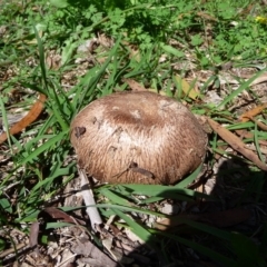 Unidentified Fungus at Mongarlowe River - 11 Apr 2020 by arjay