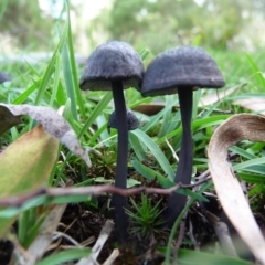 zz agaric (stem; gill colour unknown) at Charleys Forest, NSW - 5 Apr 2020 by arjay