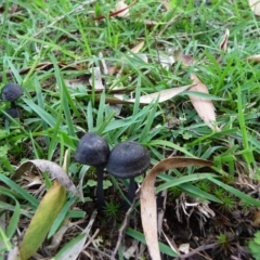 zz agaric (stem; gill colour unknown) at QPRC LGA - suppressed