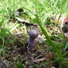 zz agaric (stem; gill colour unknown) at Mongarlowe River - 5 Apr 2020 by arjay