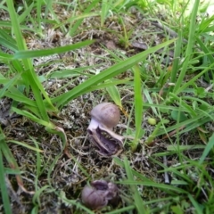 zz agaric (stem; gill colour unknown) at QPRC LGA - suppressed