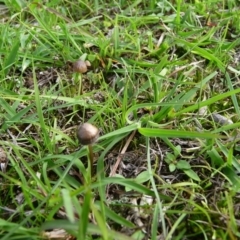 zz agaric (stem; gill colour unknown) at Mongarlowe River - 5 Apr 2020 by arjay