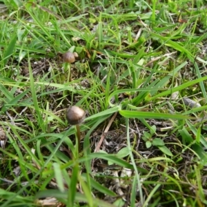 zz agaric (stem; gill colour unknown) at QPRC LGA - 5 Apr 2020