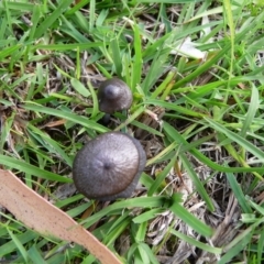 zz agaric (stem; gill colour unknown) at QPRC LGA - 5 Apr 2020