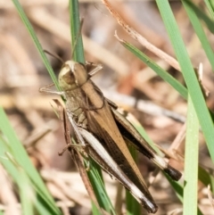 Caledia captiva (grasshopper) at Googong, NSW - 26 Feb 2024 by WHall