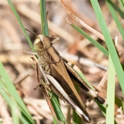Caledia captiva (grasshopper) at Googong, NSW - 26 Feb 2024 by WHall
