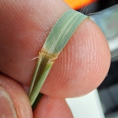 Eragrostis curvula at Kambah, ACT - 27 Feb 2024
