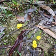 Lichenomphalia chromacea (Yellow Navel) at Mongarlowe River - 4 Apr 2020 by arjay