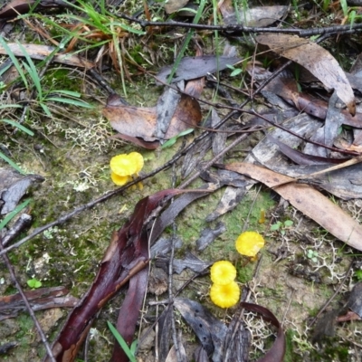 Lichenomphalia chromacea (Yellow Navel) at Mongarlowe River - 3 Apr 2020 by arjay