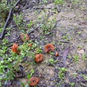 Laccaria sp. at QPRC LGA - suppressed