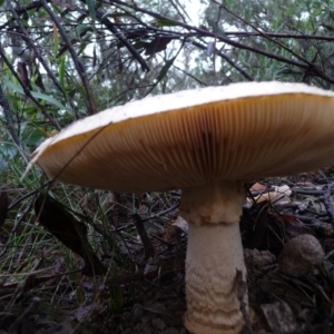 Amanita sp. at QPRC LGA - 4 Apr 2020