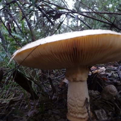 Amanita sp. (Amanita sp.) at Charleys Forest, NSW - 3 Apr 2020 by arjay