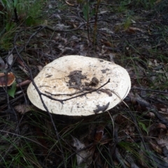 Amanita sp. at QPRC LGA - suppressed