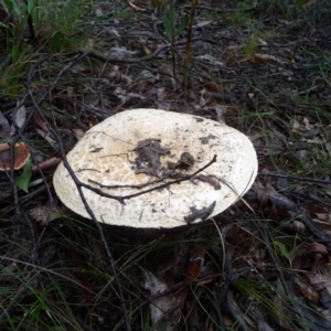 Amanita sp. at QPRC LGA - 4 Apr 2020