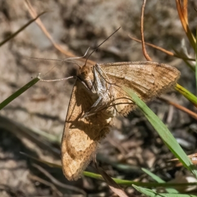 Scopula rubraria (Reddish Wave, Plantain Moth) at Googong, NSW - 26 Feb 2024 by WHall