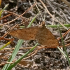 Scopula rubraria at QPRC LGA - 26 Feb 2024 02:20 PM