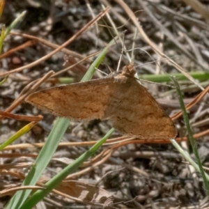 Scopula rubraria at QPRC LGA - 26 Feb 2024 02:20 PM