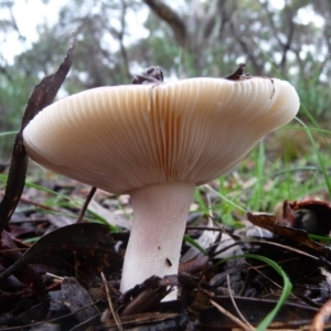 Russula sp. (genus) at QPRC LGA - 4 Apr 2020