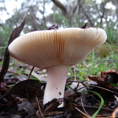 Russula sp. (Russula) at Charleys Forest, NSW - 3 Apr 2020 by arjay