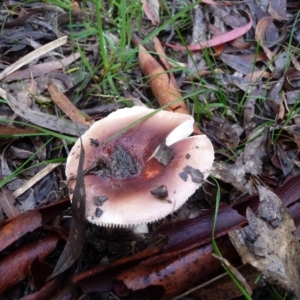 Russula sp. (genus) at QPRC LGA - 4 Apr 2020