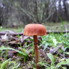 Laccaria sp. (Laccaria) at Charleys Forest, NSW - 29 Mar 2020 by arjay