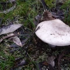 Amanita sp. (Amanita sp.) at Charleys Forest, NSW - 29 Mar 2020 by arjay