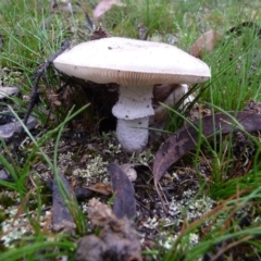 Amanita sp. at QPRC LGA - 30 Mar 2020