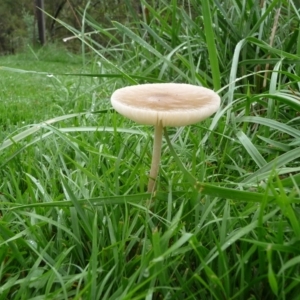 Oudemansiella gigaspora group at QPRC LGA - suppressed