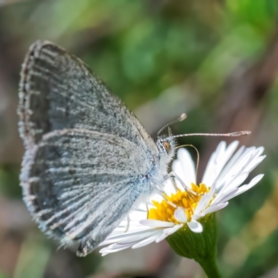 Zizina otis (Common Grass-Blue) at Googong, NSW - 26 Feb 2024 by WHall