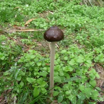 Oudemansiella gigaspora group (Rooting Shank) at Charleys Forest, NSW - 27 Mar 2020 by arjay