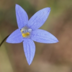 Wahlenbergia sp. (Bluebell) at Googong, NSW - 26 Feb 2024 by WHall