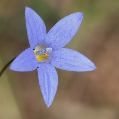 Wahlenbergia sp. (Bluebell) at Googong, NSW - 26 Feb 2024 by WHall