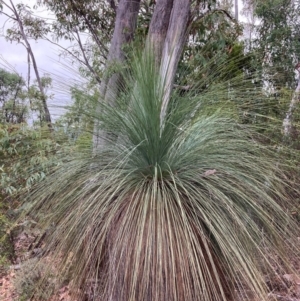 Xanthorrhoea glauca subsp. angustifolia at Namadgi National Park - suppressed