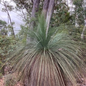 Xanthorrhoea glauca subsp. angustifolia at Namadgi National Park - 27 Feb 2024